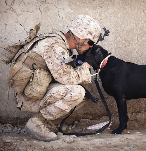 soldier-kissing-dog